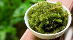 Морской виноград: польза и вред для организма, витамины и полезные свойства