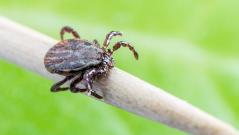 «Единичные случаи в России»: в Роспотребнадзоре рассказали об опасной клещевой инфекции в Европе