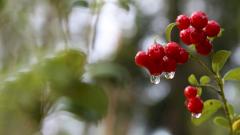 Брусника — польза и вред для организма, состав и лечебные свойства