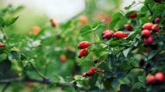 Российские ученые обнаружили в шиповнике новые вещества, способные бороться с раком