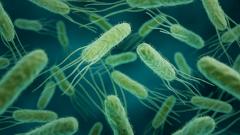 У отравившихся роллами в Бурятии выявили сальмонеллез