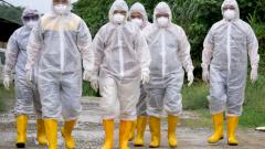 Ученые предупреждают о новом опасном штамме птичьего гриппа