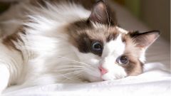 Ученые описали случай, когда котенка с COVID-19 пришлось усыпить