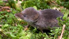 В Томской области обнаружен редкий хантавирус