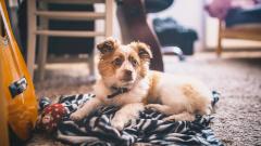 Житель США заразил COVID-19 своих домашних животных