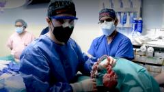 Умер мужчина, которому впервые пересадили сердце генно-модифицированной свиньи