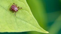 В России открыли новые виды клещей, способных вызывать чуму и другие болезни