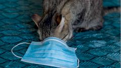 В Тюмени изолировали кошку с COVID-19