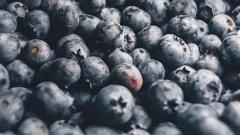 Польза и вред черники