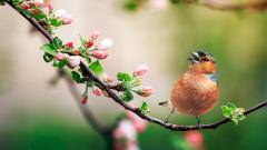 пение птиц улучшает настроение и душевное здоровье