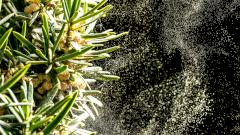 Аллергия: причины и правила выживания