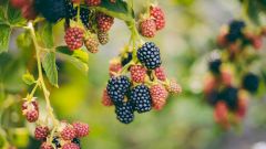 Ежевика: польза и вред для организма, витамины и полезные свойства