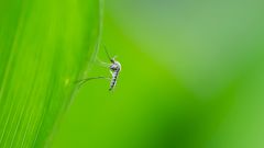 «Вакцинация комаров» для борьбы с вирусами