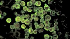 13-летний мальчик погиб после купания из-за амебы, проникающей в мозг