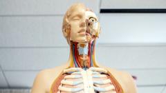 Бессмертие за счет стволовых клеток: реально ли это?