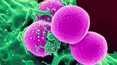 Действие антибиотиков удалось усилить с помощью золота