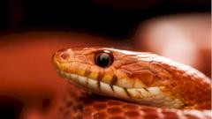 Источником нового коронавируса в Китае могут быть змеи