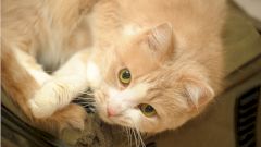 Животные тоже могут быть уязвимы для вируса SARS-C0V-2, показало исследование