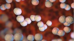 Почти уничтоженная скарлатина возвращается из-за мутаций бактерии