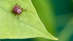 Российские учёные разработали тест на энцефалит из светящейся молекулы белка