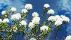 Багульник — польза и вред для организма, состав и лечебные свойства