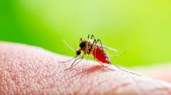ВОЗ: лихорадка Денге распространится в Европе и США из-за глобального потепления