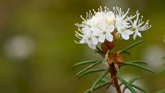 Багульник — польза и вред для организма, состав и лечебные свойства