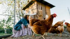 Выявлен первый случай заболевания человека птичьим гриппом без контакта с животным
