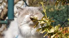 Невролог рассказал, как вернуть обоняние после ковида