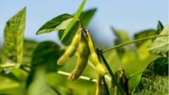 Для лечения рака костей предложили использовать сою