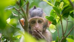 Обезьяны в Индии похитили образцы крови пациентов с COVID-19