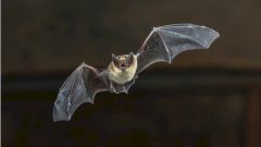 Ученые развенчали теорию об искусственном происхождении вируса SARS-CoV-2