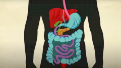 Пищеварение