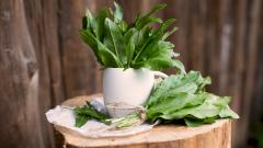 щавель, польза и вред