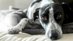 собака, оспа обезьян