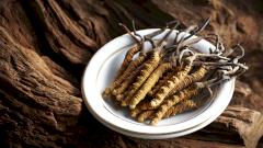 Создано лекарство от рака на основе гриба кордицепса китайского