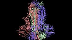 Коронавирус оказался способен блокировать боль