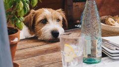 Сколько нужно пить воды?