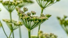 в России разработали новый противораковый препарат