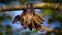 Вспышка смертельно опасного вируса Нипах произошла в Индии