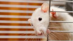 Смесь двух лекарств срастила переломы крыс за три недели