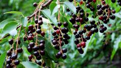 Черемуха — польза и вред для организма, состав и лечебные свойства