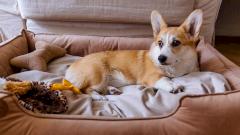 Домашние собаки оказались неожиданными виновниками распространения сальмонеллы