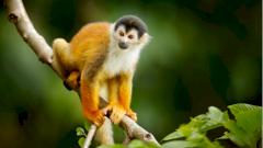 Редкий случай заражения человека оспой обезьян произошел в Британии