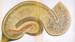 Находки Доктора: в гиппокампе обнаружены клетки «храбрости»