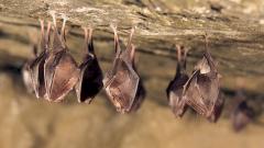 короновирус, Россия, летучие мыши