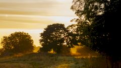 Природа как лекарство