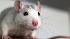 «Омикрон» добрался до мышей