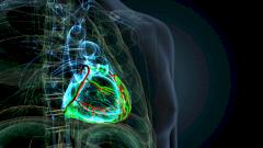 курение, сердце, исследование