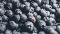 Польза и вред черники